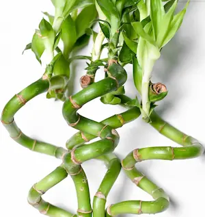 Lucky Bamboo