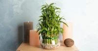 lucky bamboo fengshui