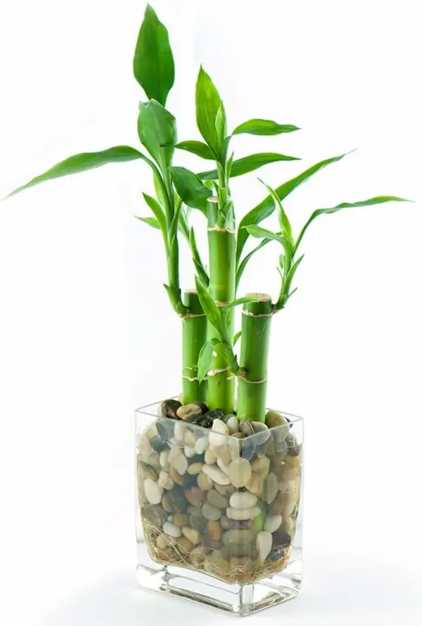 lucky bamboo